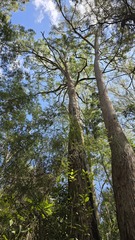 Angophora floribunda, photograph (c) Petra Holland, some rights reserved (CC BY)