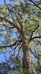 Angophora floribunda