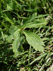Ranunculus aconitifolius, photograph (c) Antoine Thivolle, some rights reserved (CC BY)