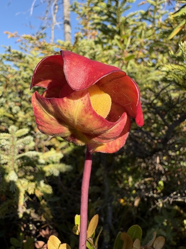 purple pitcher plant