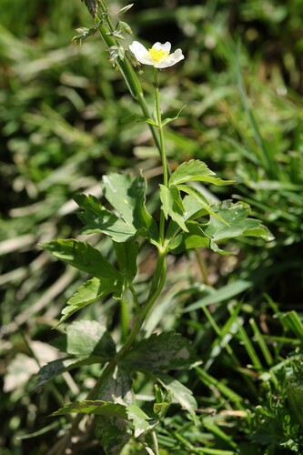 Ranunculus aconitifolius, photograph 3