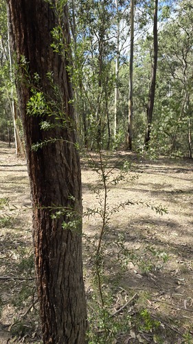 Angophora floribunda, photograph 3
