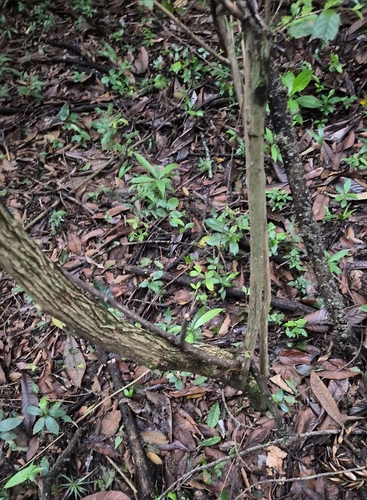 Campomanesia phaea, photograph 6