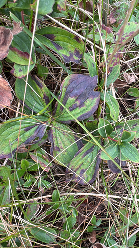 Canadian bunchberry