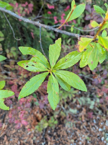 Rhododendron albiflorum, photograph 4