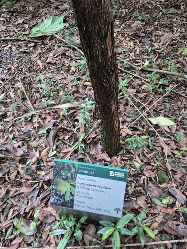 Campomanesia phaea