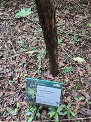 Campomanesia phaea