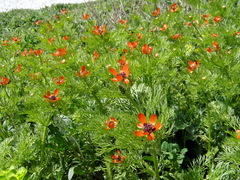 Adonis flammea