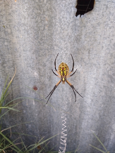 Yellow Garden Spider