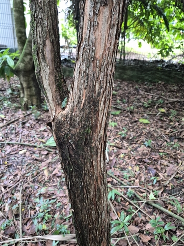 Campomanesia phaea, photograph 2