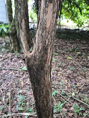 Campomanesia phaea, photograph author not stated, no rights reserved