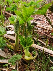 Filipendula camtschatica