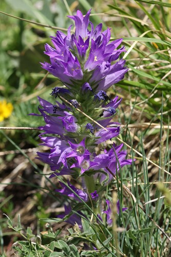 Campanula spicata, photograph 2
