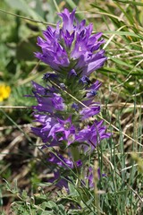 Campanula spicata, photograph (c) Antoine Thivolle, some rights reserved (CC BY)