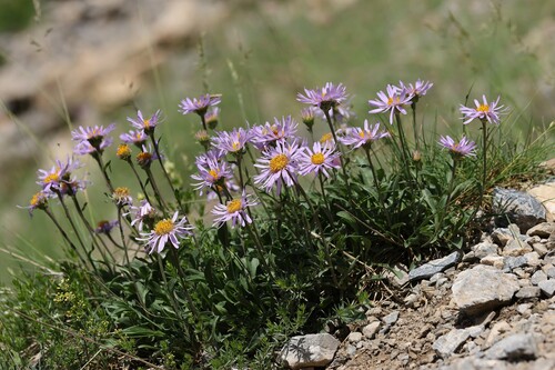 Aster alpinus, photograph 6