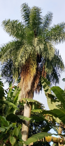 Acrocomia intumescens