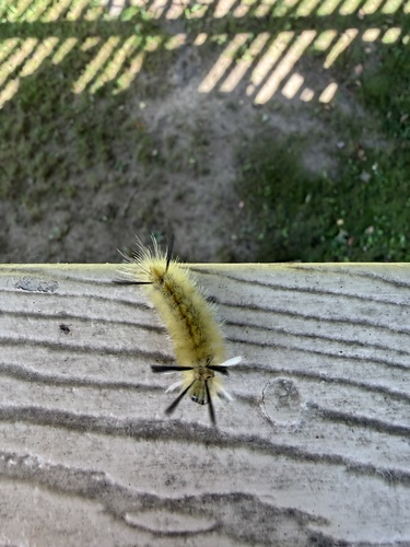 Banded Tussock Moth