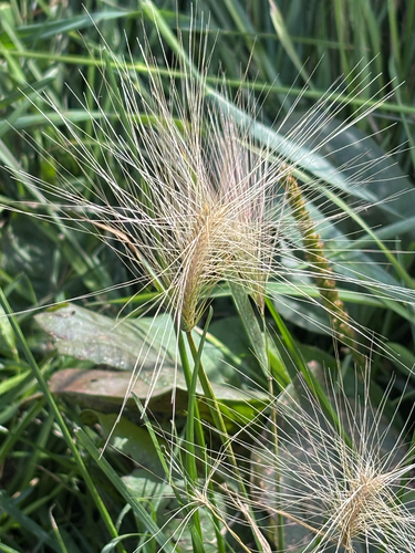 Foxtail Barley