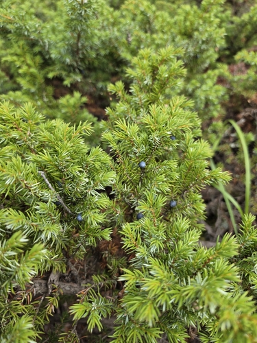 common juniper