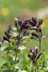 Bartsia alpina, photograph (c) Antoine Thivolle, some rights reserved (CC BY)