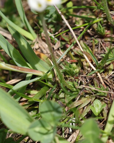 Androsace adfinis, photograph 1