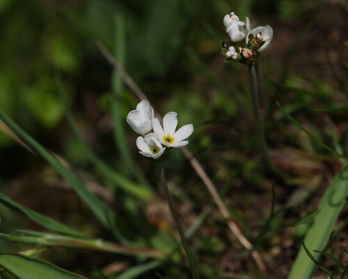 Androsace adfinis