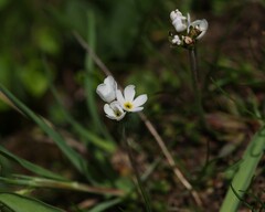Androsace adfinis