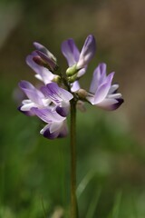 Astragalus alpinus, photograph (c) Antoine Thivolle, some rights reserved (CC BY)