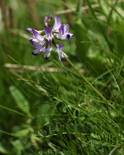 Astragalus alpinus, photograph 2