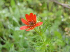 Adonis flammea