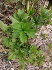 Filipendula camtschatica