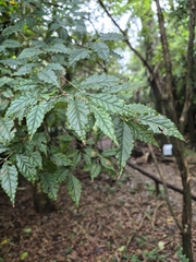 Campomanesia phaea, photograph author not stated, no rights reserved