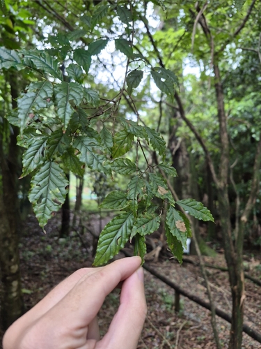 Campomanesia phaea, photograph 4