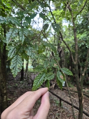 Campomanesia phaea, photograph author not stated, no rights reserved