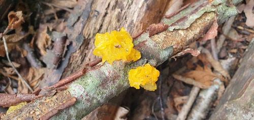 witch's butter