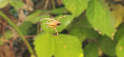 Cross Orbweaver