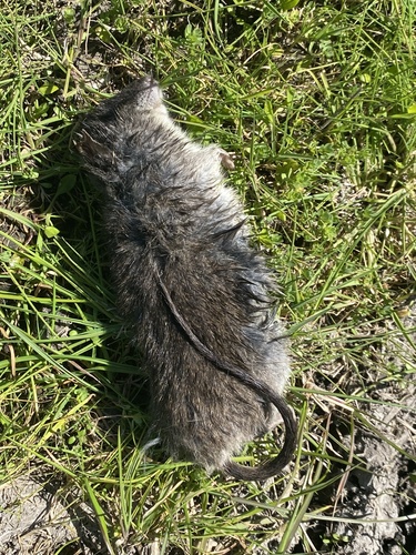 Kemp's Grass Mouse