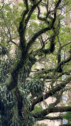 Carcará observed by sophia60847