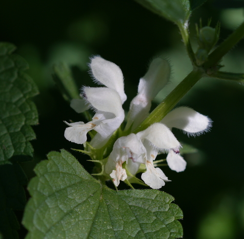 White deadnettle