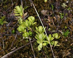 Gentiana bavarica, photograph (c) Antoine Thivolle, some rights reserved (CC BY)