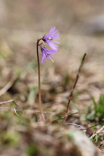 Soldanella alpina, photograph 2
