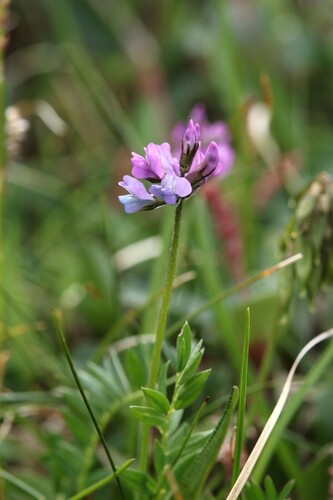 Oxytropis lapponica, photograph 1