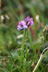 Oxytropis lapponica