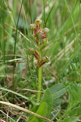 Dactylorhiza viridis