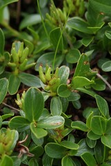 Salix retusa