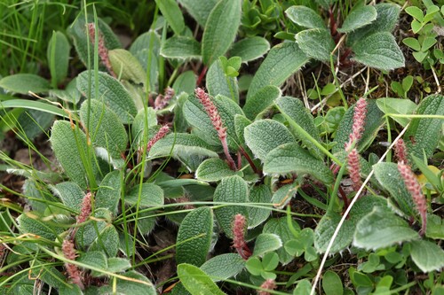 Salix reticulata