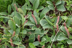 Salix reticulata