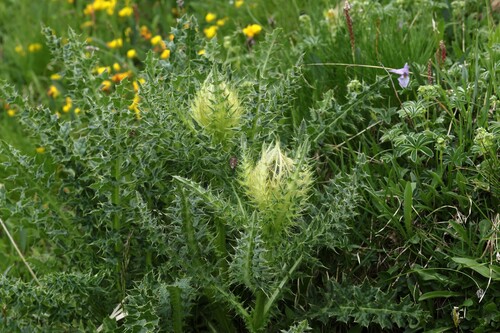Cirsium spinosissimum, photograph 3