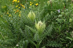 Cirsium spinosissimum, photograph (c) Antoine Thivolle, some rights reserved (CC BY)