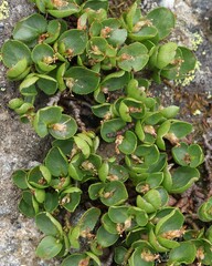 Salix herbacea